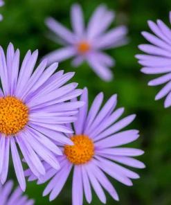 East Indies Aster Tongolensis Flower Seeds - 50 Violet Blue Petals - Image 4