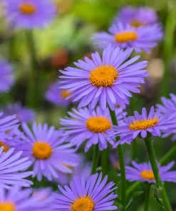 East Indies Aster Tongolensis Flower Seeds - 50 Violet Blue Petals - Image 5