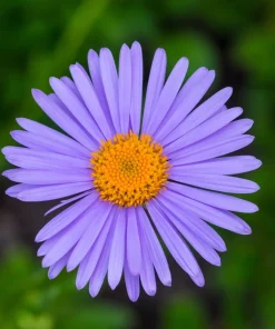 East Indies Aster Tongolensis Flower Seeds - 50 Violet Blue Petals - Image 6