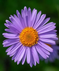 East Indies Aster Tongolensis Flower Seeds - 50 Violet Blue Petals - Image 7