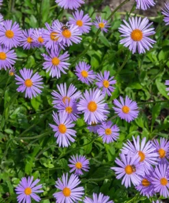 East Indies Aster Tongolensis Flower Seeds - 50 Violet Blue Petals - Image 8