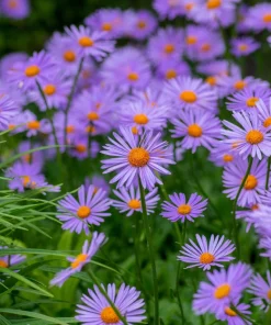 East Indies Aster Tongolensis Flower Seeds - 50 Violet Blue Petals - Image 9