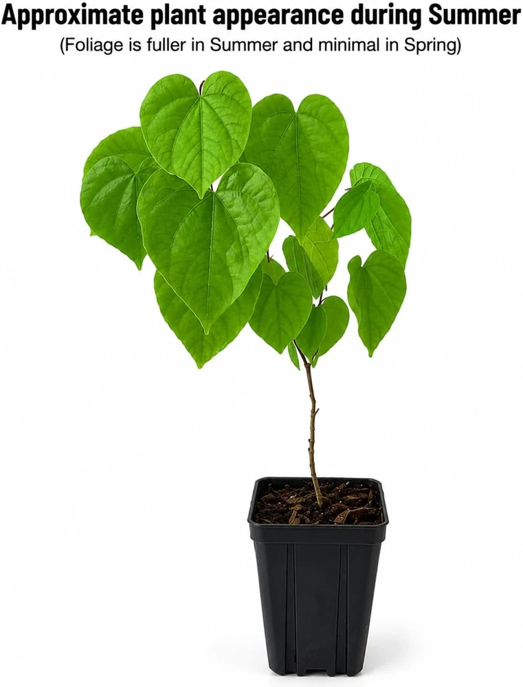 Eastern Redbud Tree - 10-16" Tall Live Plant - Quart Pot | Outdoor Ornamental - Image 2