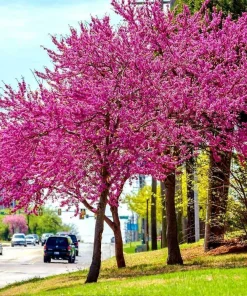 Eastern Redbud Tree - 10-16