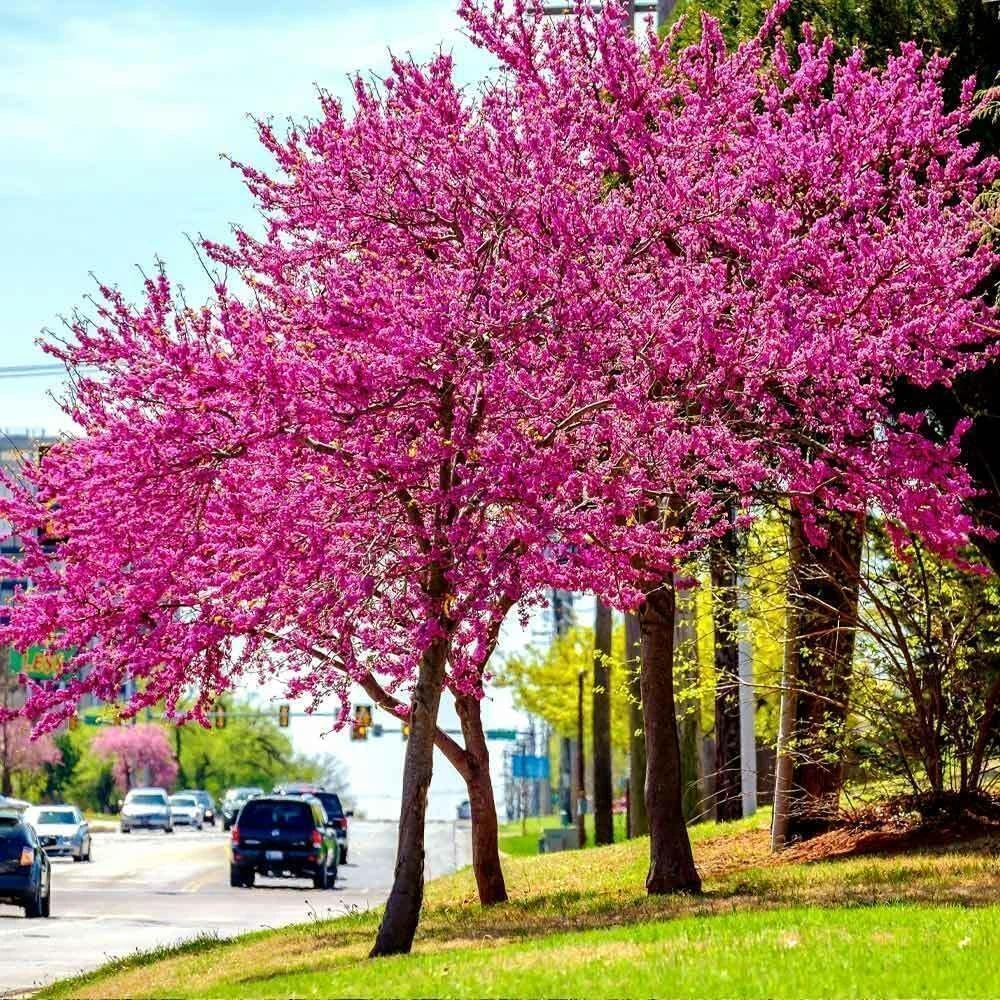 Eastern Redbud Tree - 10-16" Tall Live Plant - Quart Pot | Outdoor Ornamental - Image 4