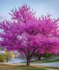 Eastern Redbud Tree - 10-16