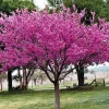 Eastern Redbud Tree - 10-16" Tall Live Plant - Quart Pot | Outdoor Ornamental - Image 1
