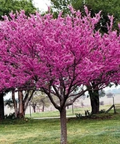 Eastern Redbud Tree - 10-16