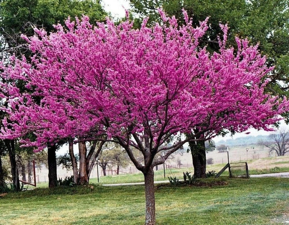 Eastern Redbud Tree - 10-16" Tall Live Plant - Quart Pot | Outdoor Ornamental - Image 1