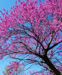 Eastern Redbud Tree - 10-16
