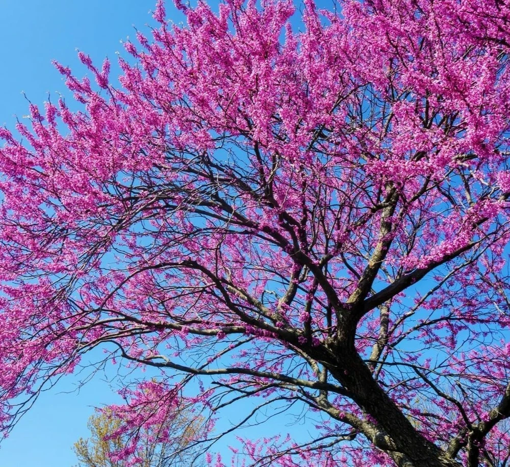 Eastern Redbud Tree - 10-16" Tall Live Plant - Quart Pot | Outdoor Ornamental - Image 6