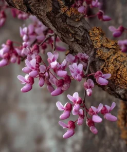 Eastern Redbud Tree - 10-16