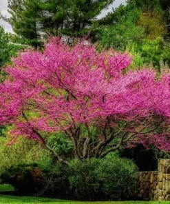 Eastern Redbud Tree - 10-16