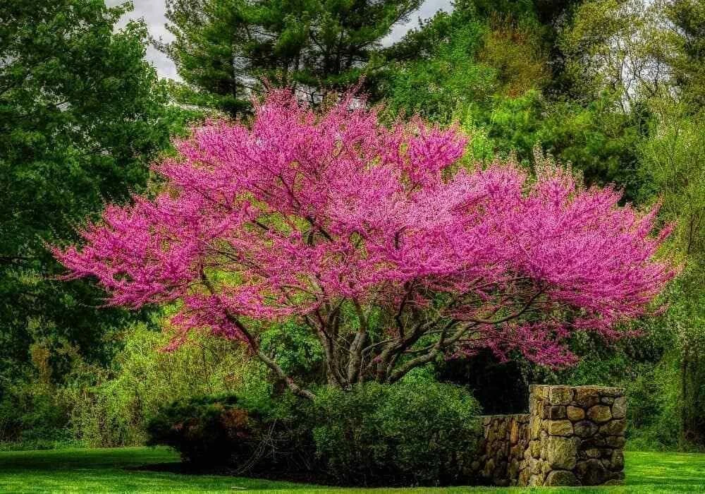 Eastern Redbud Tree - 10-16" Tall Live Plant - Quart Pot | Outdoor Ornamental - Image 8