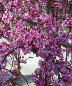Eastern Redbud Tree Live Plant – 4" Pot – 6-12” Tall – Full Sun – Zones 4-9 - Image 2