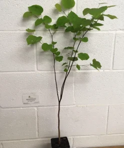 Eastern Redbud Tree Live Plant – 4