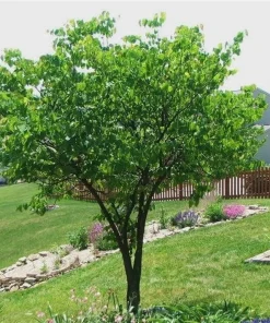 Eastern Redbud Tree Live Plant – 4