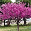 Eastern Redbud Tree Live Plant – 4" Pot – 6-12” Tall – Full Sun – Zones 4-9 - Image 1