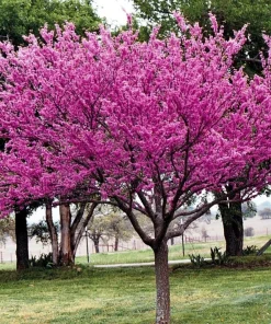 Eastern Redbud Tree Live Plant – 4