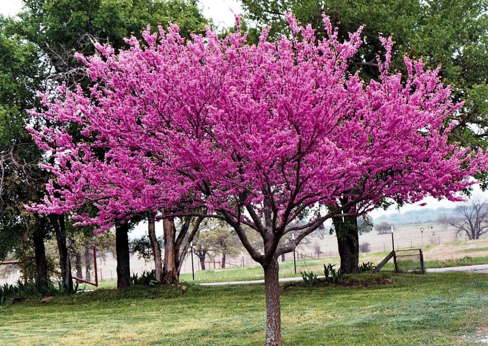 Eastern Redbud Tree Live Plant – 4" Pot – 6-12” Tall – Full Sun – Zones 4-9 - Image 1