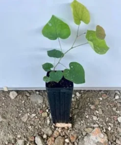 Eastern Redbud Tree Live Plant - 8-12in Potted Cercis Canadensis Pink Blooms Native Shade - Image 2