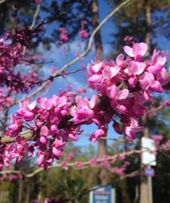 Eastern Redbud Tree Live Plant - 8-12in Potted Cercis Canadensis Pink Blooms Native Shade - Image 4