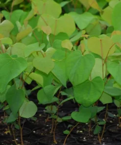 Eastern Redbud Tree Live Plant - 8-12in Potted Cercis Canadensis Pink Blooms Native Shade - Image 5