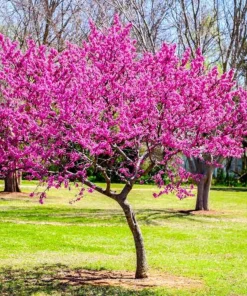 Eastern Redbud Tree Live Plant - 8-12in Potted Cercis Canadensis Pink Blooms Native Shade - Image 6