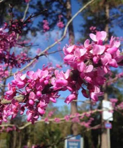 Eastern Redbud Tree Live Plant - 8-12in Potted Cercis Canadensis Pink Blooms Native Shade - Image 8