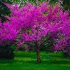 Eastern Redbud Tree Live Plant - 8-12in Potted Cercis Canadensis Pink Blooms Native Shade - Image 1