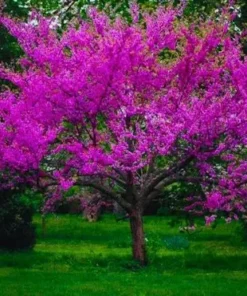 Eastern Redbud Tree Live Plant - 8-12in Potted Cercis Canadensis Pink Blooms Native Shade - Image 1