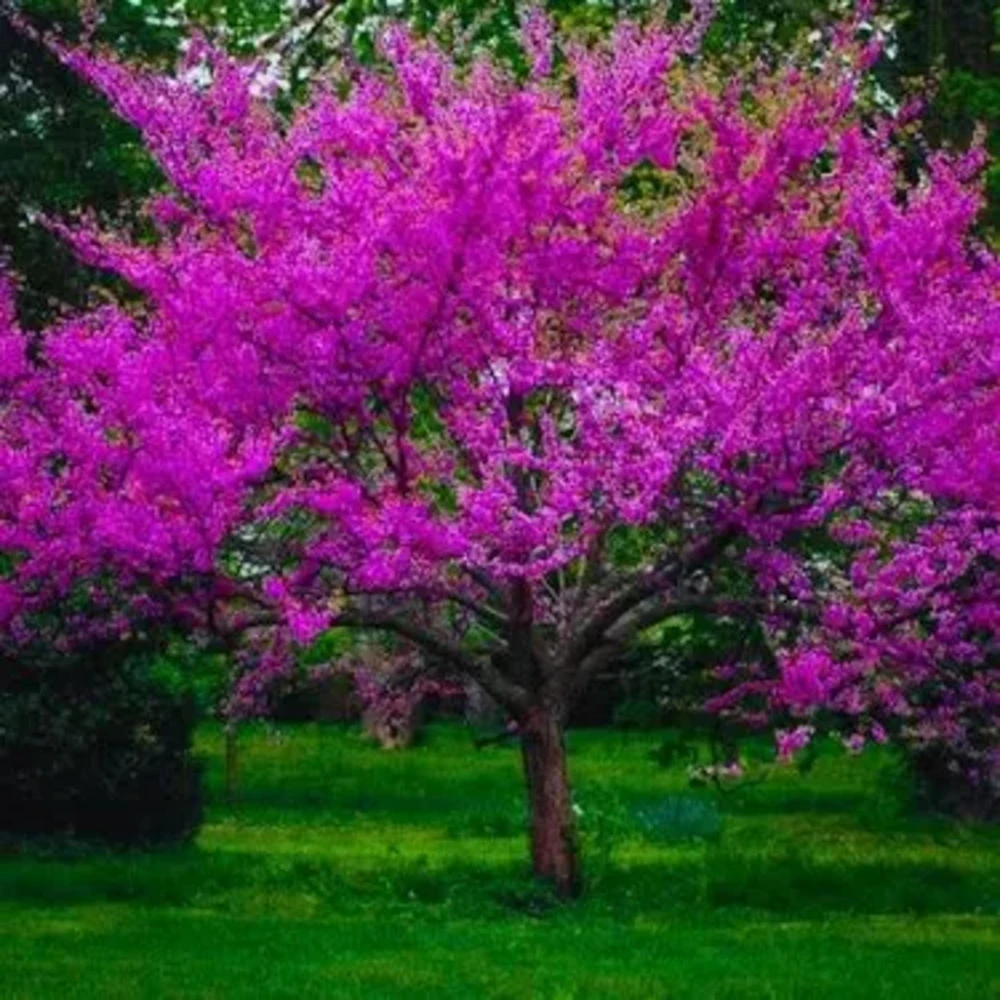 Eastern Redbud Tree Live Plant - 8-12in Potted Cercis Canadensis Pink Blooms Native Shade - Image 1