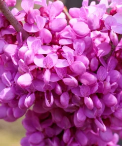 Eastern Redbud Tree Seeds - 20 Pink Flowering Native Tree Seeds, Cercis Canadensis - Image 10