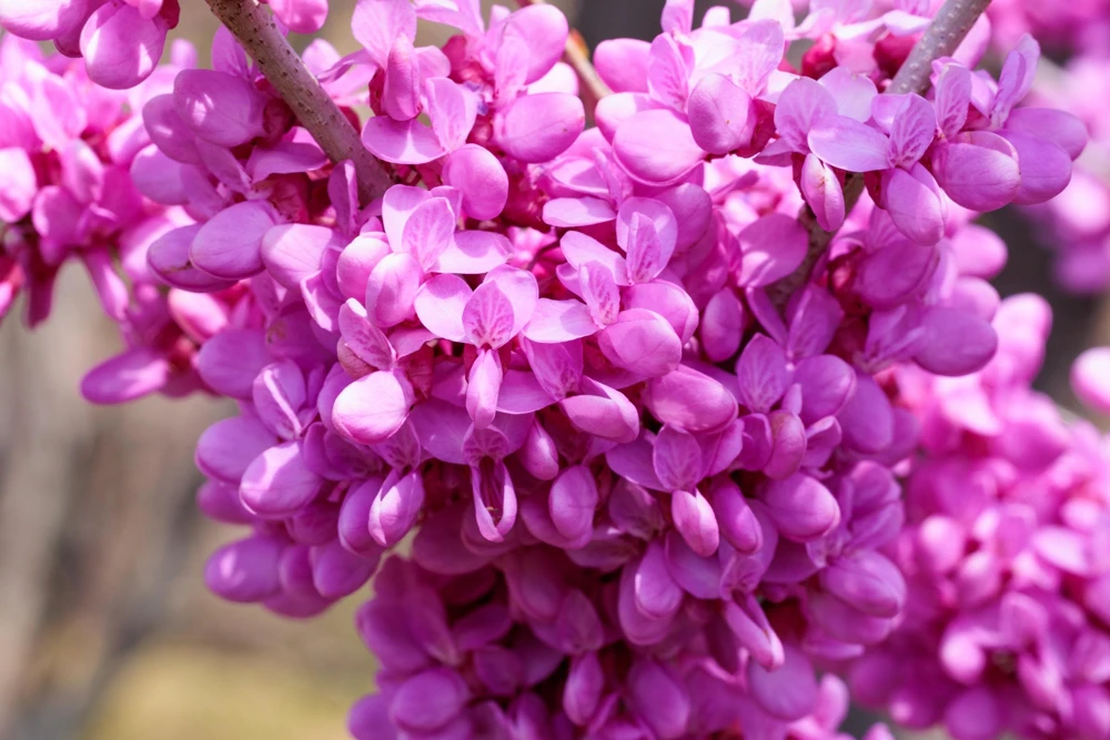 Eastern Redbud Tree Seeds - 20 Pink Flowering Native Tree Seeds, Cercis Canadensis - Image 10