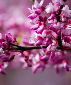Eastern Redbud Tree Seeds - 20 Pink Flowering Native Tree Seeds, Cercis Canadensis - Image 12