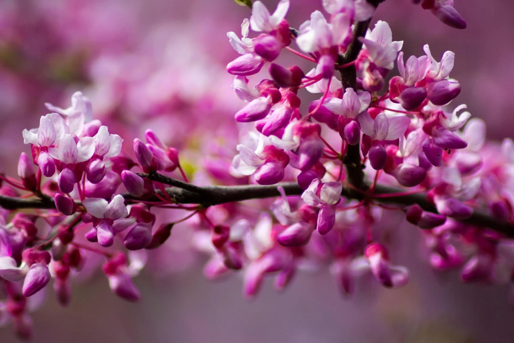 Eastern Redbud Tree Seeds - 20 Pink Flowering Native Tree Seeds, Cercis Canadensis - Image 12