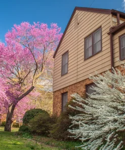 Eastern Redbud Tree Seeds - 20 Pink Flowering Native Tree Seeds, Cercis Canadensis - Image 13