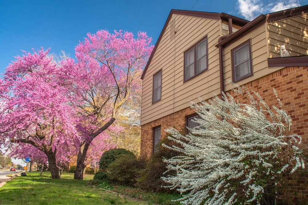 Eastern Redbud Tree Seeds - 20 Pink Flowering Native Tree Seeds, Cercis Canadensis - Image 13