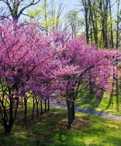 Eastern Redbud Tree Seeds - 20 Pink Flowering Native Tree Seeds, Cercis Canadensis - Image 2