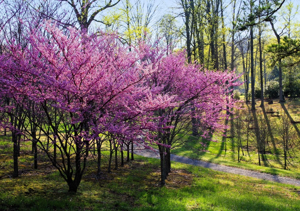 Eastern Redbud Tree Seeds - 20 Pink Flowering Native Tree Seeds, Cercis Canadensis - Image 2