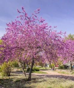 Eastern Redbud Tree Seeds - 20 Pink Flowering Native Tree Seeds, Cercis Canadensis - Image 3