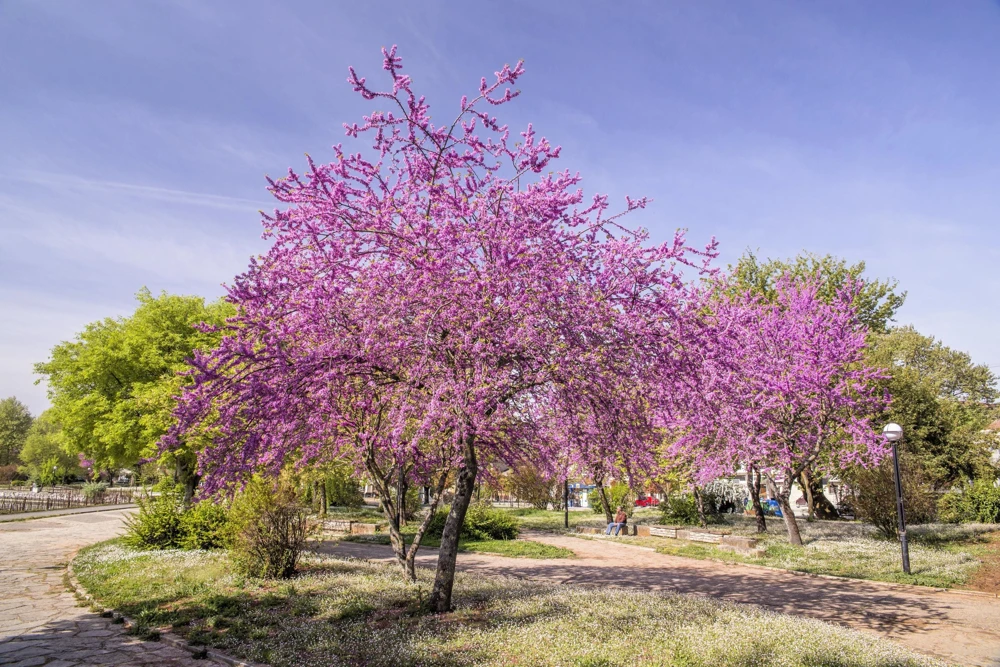 Eastern Redbud Tree Seeds - 20 Pink Flowering Native Tree Seeds, Cercis Canadensis - Image 3