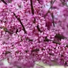 Eastern Redbud Tree Seeds - 20 Pink Flowering Native Tree Seeds, Cercis Canadensis - Image 1
