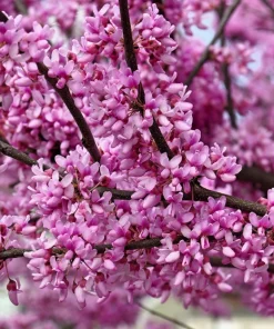 Eastern Redbud Tree Seeds - 20 Pink Flowering Native Tree Seeds, Cercis Canadensis - Image 1