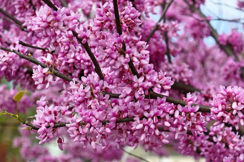 Eastern Redbud Tree Seeds - 20 Pink Flowering Native Tree Seeds, Cercis Canadensis - Image 1