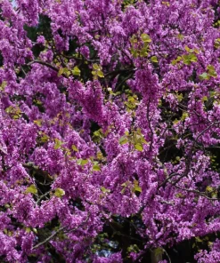 Eastern Redbud Tree Seeds - 20 Pink Flowering Native Tree Seeds, Cercis Canadensis - Image 4