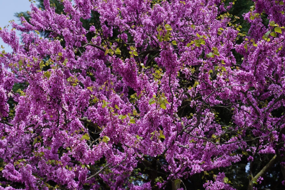 Eastern Redbud Tree Seeds - 20 Pink Flowering Native Tree Seeds, Cercis Canadensis - Image 4