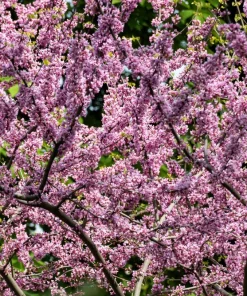 Eastern Redbud Tree Seeds - 20 Pink Flowering Native Tree Seeds, Cercis Canadensis - Image 5