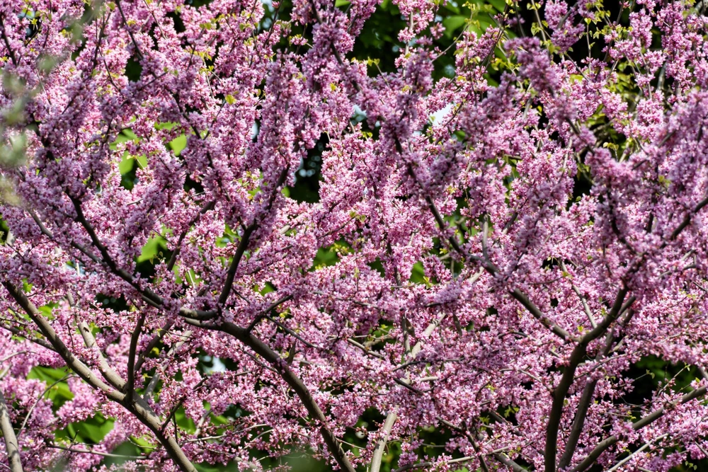 Eastern Redbud Tree Seeds - 20 Pink Flowering Native Tree Seeds, Cercis Canadensis - Image 5