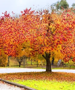 Eastern Redbud Tree Seeds - 20 Pink Flowering Native Tree Seeds, Cercis Canadensis - Image 6